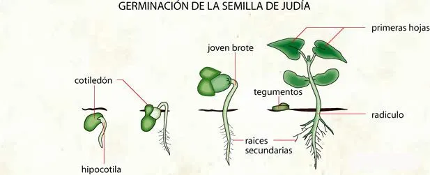 Sembrar judías verdes