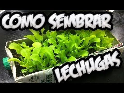 Como Sembrar Lechugas Con Exito , El Semillero || La Huertina De ...