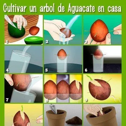 Como sembrar piña en casa | Jardín | Pinterest Como sembrar piña en casa | Jardín | Pinterest