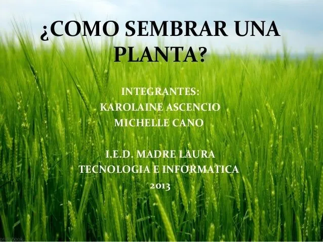 Como sembrar una planta Como sembrar una planta