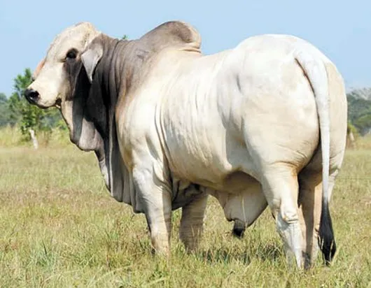 Pregon Agropecuario :: AFTOSA SU LUCHA - Ganadería Bovina - Sanidad