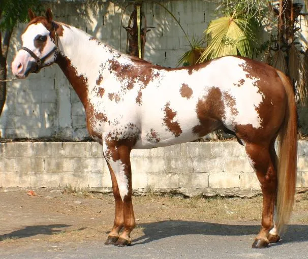 SEMENTALES PINTOS, CABALLOS CUARTO DE MILLA CONFORMACION Y TRABAJO