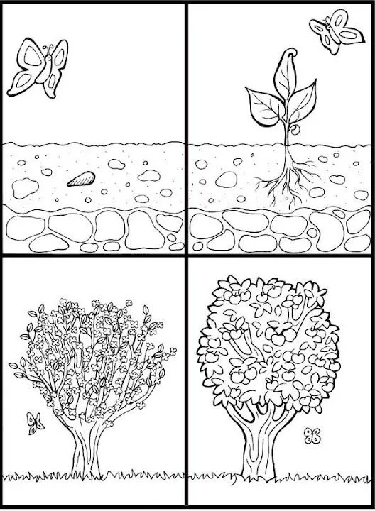 La semilla para colorear - Imagui