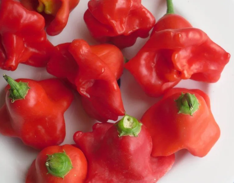 Semillas de Chiles de Campanilla, sombrero de obispo (Capsicum ...