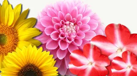 Semillas de Flores : .: Hydro Environment .: Semillas de Flores : .: Hydro Environment .: