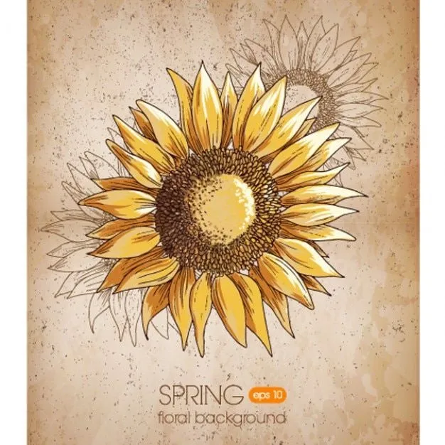 Semillas De Girasol | Fotos y Vectores gratis Semillas De Girasol | Fotos y Vectores gratis