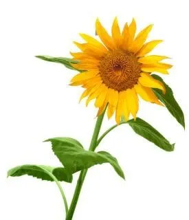 Semillas De Girasol | Fotos y Vectores gratis