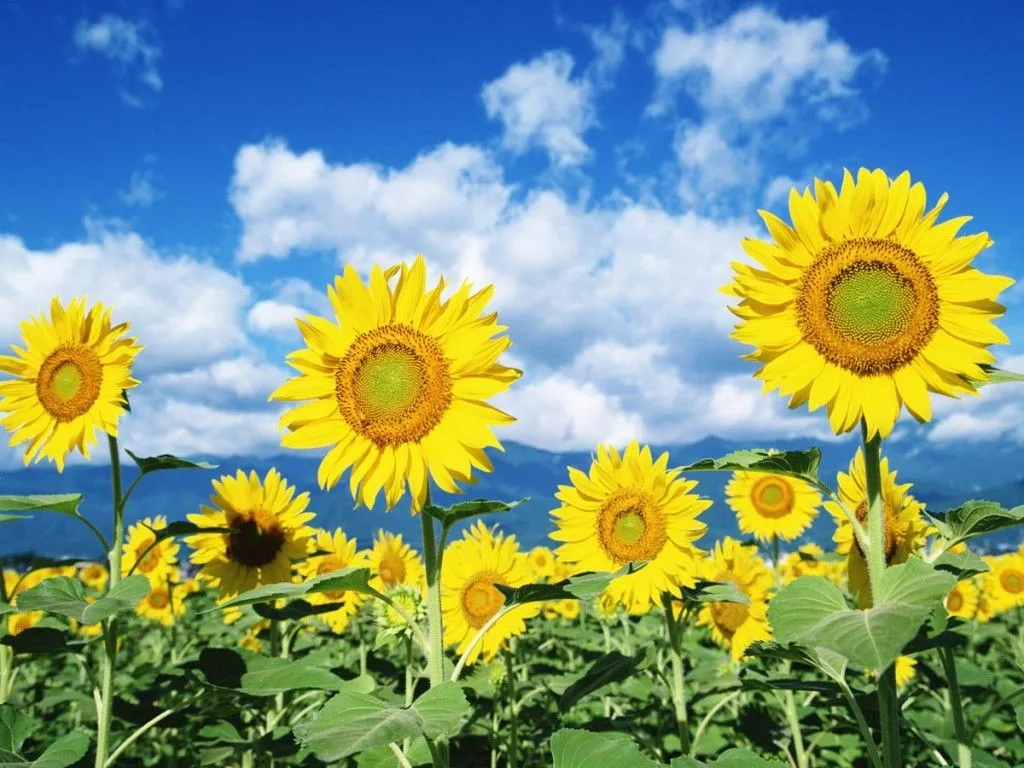 semillas de GIRASOL´, té medicinal de ´CLAVO DE OLOR´, la multi ... semillas de GIRASOL´, té medicinal de ´CLAVO DE OLOR´, la multi ...