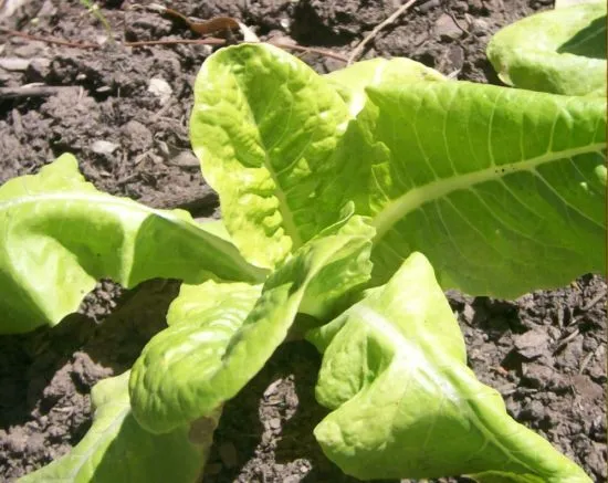 Mis semillas (hortalizas y aromáticas) - Foro de InfoJardín Mis semillas (hortalizas y aromáticas) - Foro de InfoJardín