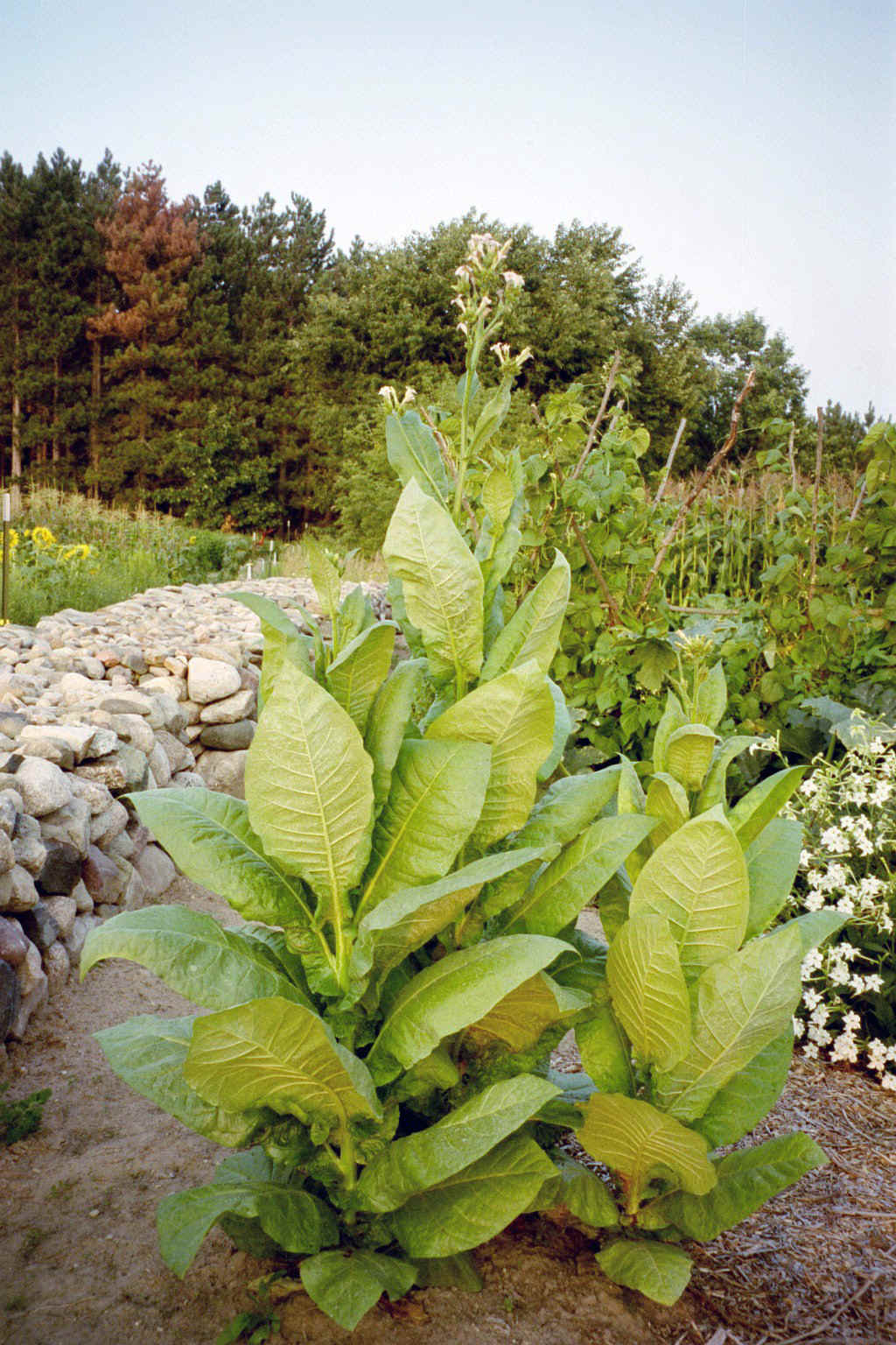 Semillas y Plantas de Tabaco | DanieL Phelps ®