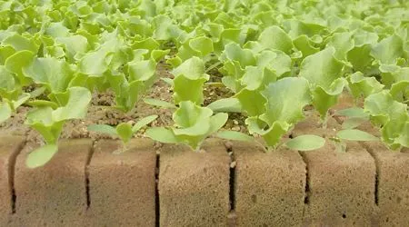 Semillero de 100 bloques de foami agricola o espuma fenólica ... Semillero de 100 bloques de foami agricola o espuma fenólica ...