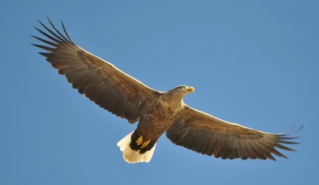 Señales de Águila | Luz Arcoiris