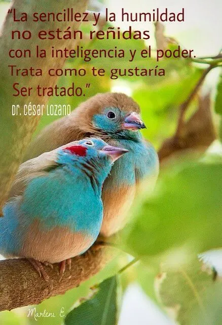 La sencillez y la humildad no están reñidas con la inteligencia y ... La sencillez y la humildad no están reñidas con la inteligencia y ...