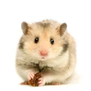 El Señor Conejo: Antes de comprar un hamster