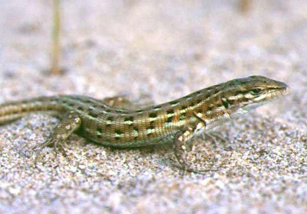 El Señor Conejo: La Lagartija El Señor Conejo: La Lagartija