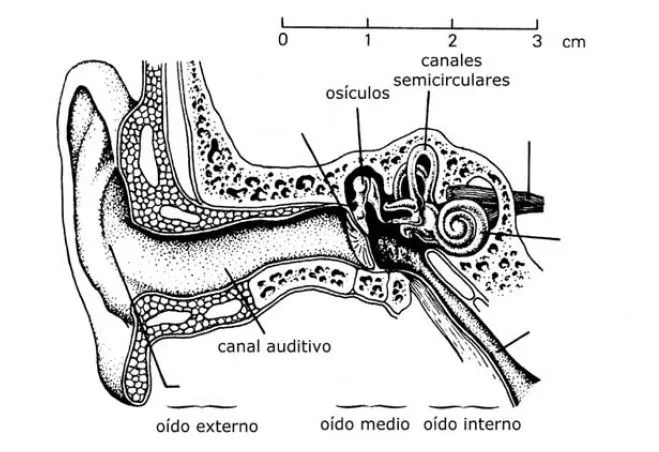 Ilustraciones sin nombres de la parte del oido - Imagui Ilustraciones sin nombres de la parte del oido - Imagui
