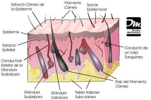 Las sensaciones. Los órganos de los sentidos (página 2) - Monografias.