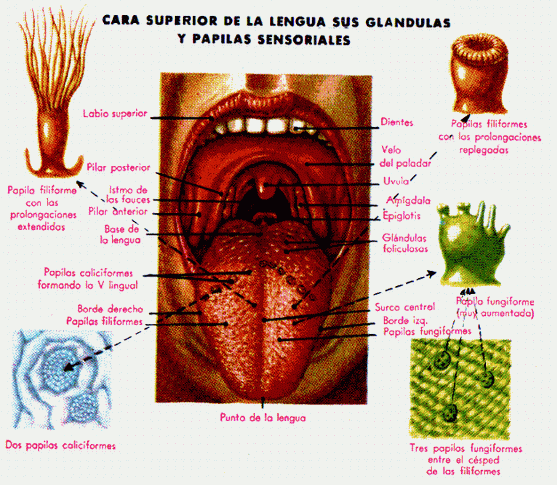 Las sensaciones. Los órganos de los sentidos (página 2 ...
