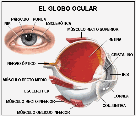 Las sensaciones. Los órganos de los sentidos (página 2 ...