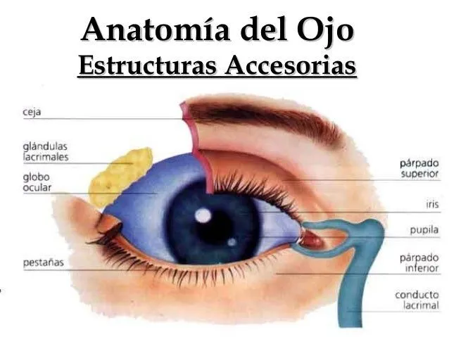 sentido-de-la-vision-2-638.jpg ...