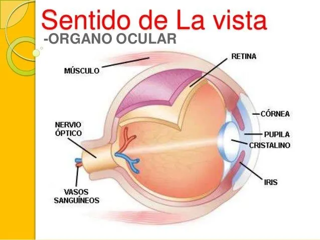 sentido-de-la-vista-y- ...