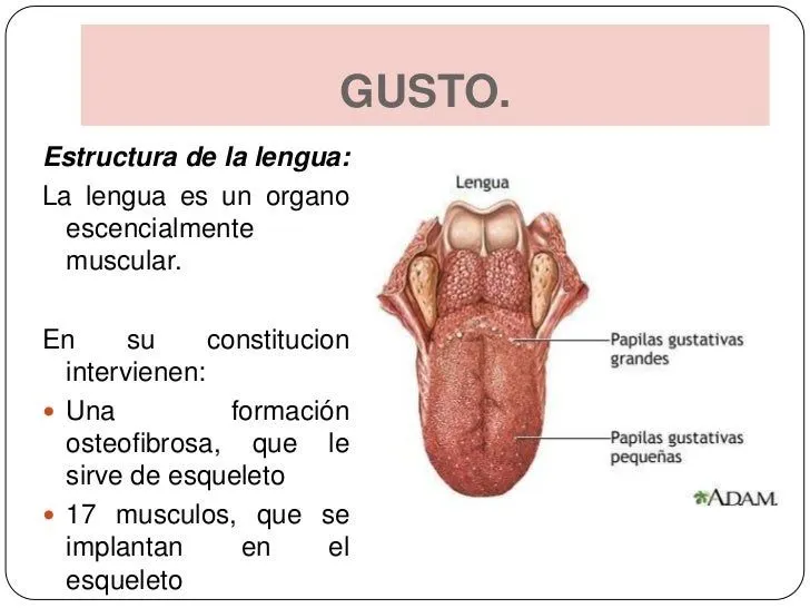 sentido-del-gusto-y-olfato-5- ...
