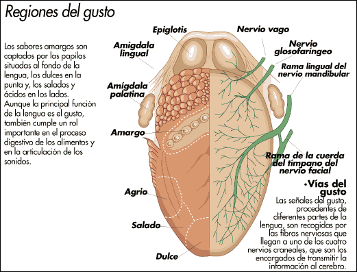 El sentido del Gusto - Monografias.com