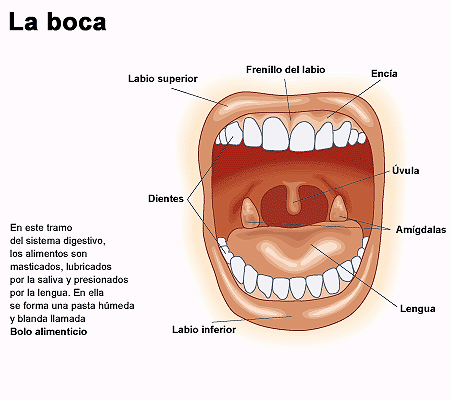 Dibujo sobre el sentido del gusto - Imagui