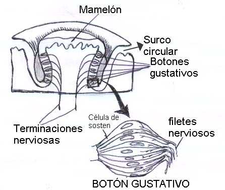 Sentido del gusto para colorear - Imagui