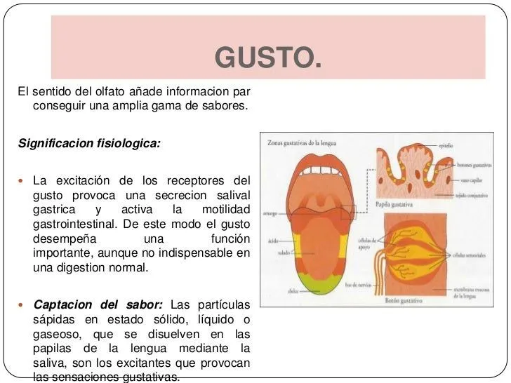 Sentido del gusto y olfato