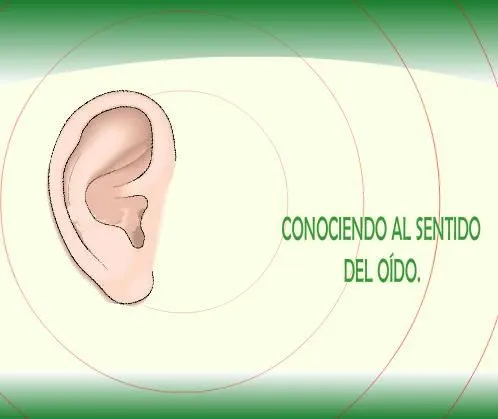 Sentido del oído - Didactalia: material educativo Sentido del oído - Didactalia: material educativo