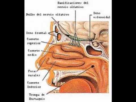 Sentido del olfato partes - Imagui