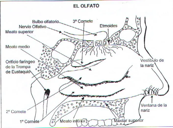 sentido del olfato con sus partes para colorear - Buscar con ... sentido del olfato con sus partes para colorear - Buscar con ...