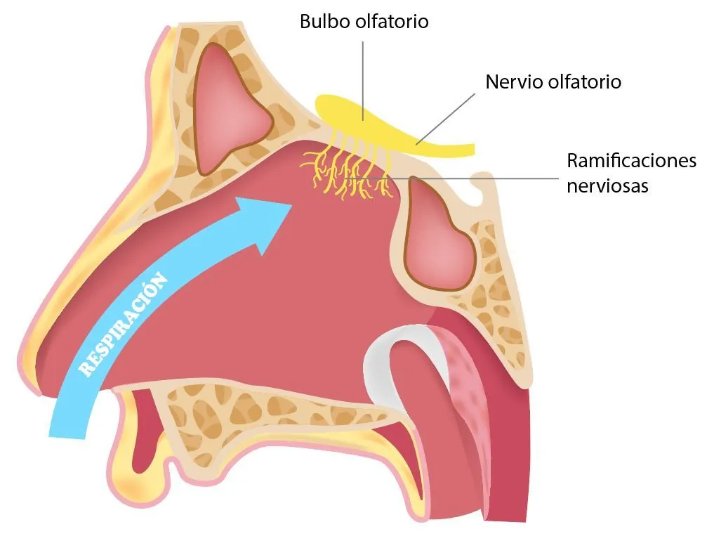 EL SENTIDO DEL OLFATO ® Partes y funciones del sistema olfativo EL SENTIDO DEL OLFATO ® Partes y funciones del sistema olfativo