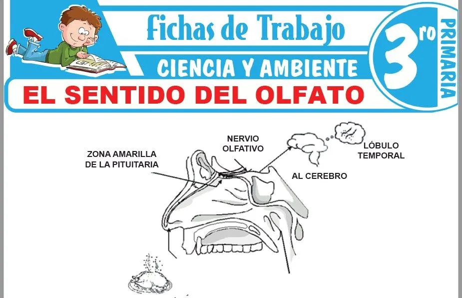 El sentido del olfato para Tercero de Primaria – Fichas de Trabajo El sentido del olfato para Tercero de Primaria – Fichas de Trabajo