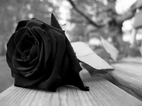 El Sentido Del Saber: El Significado De Las Rosas Por Su Color. El Sentido Del Saber: El Significado De Las Rosas Por Su Color.
