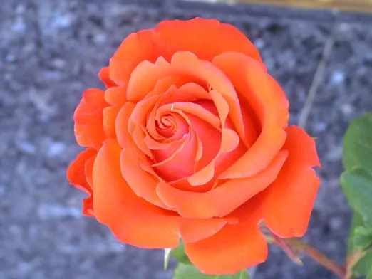 El Sentido Del Saber: El Significado De Las Rosas Por Su Color. El Sentido Del Saber: El Significado De Las Rosas Por Su Color.