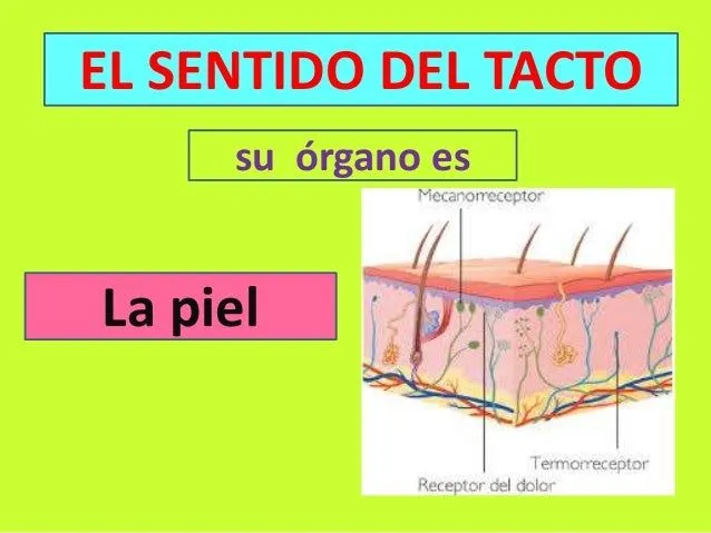 El sentido del tacto 2º