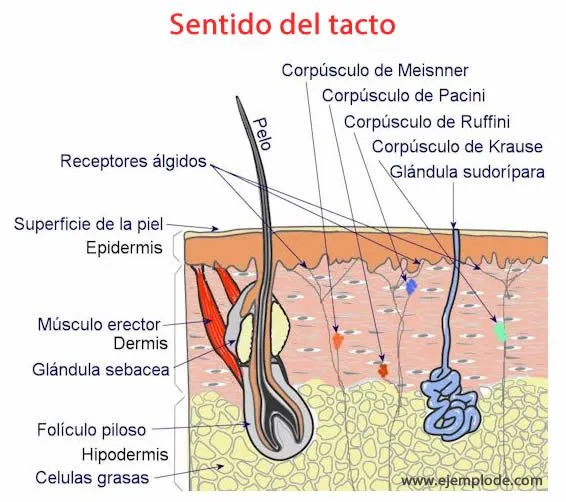 Ejemplo de Sentido del tacto