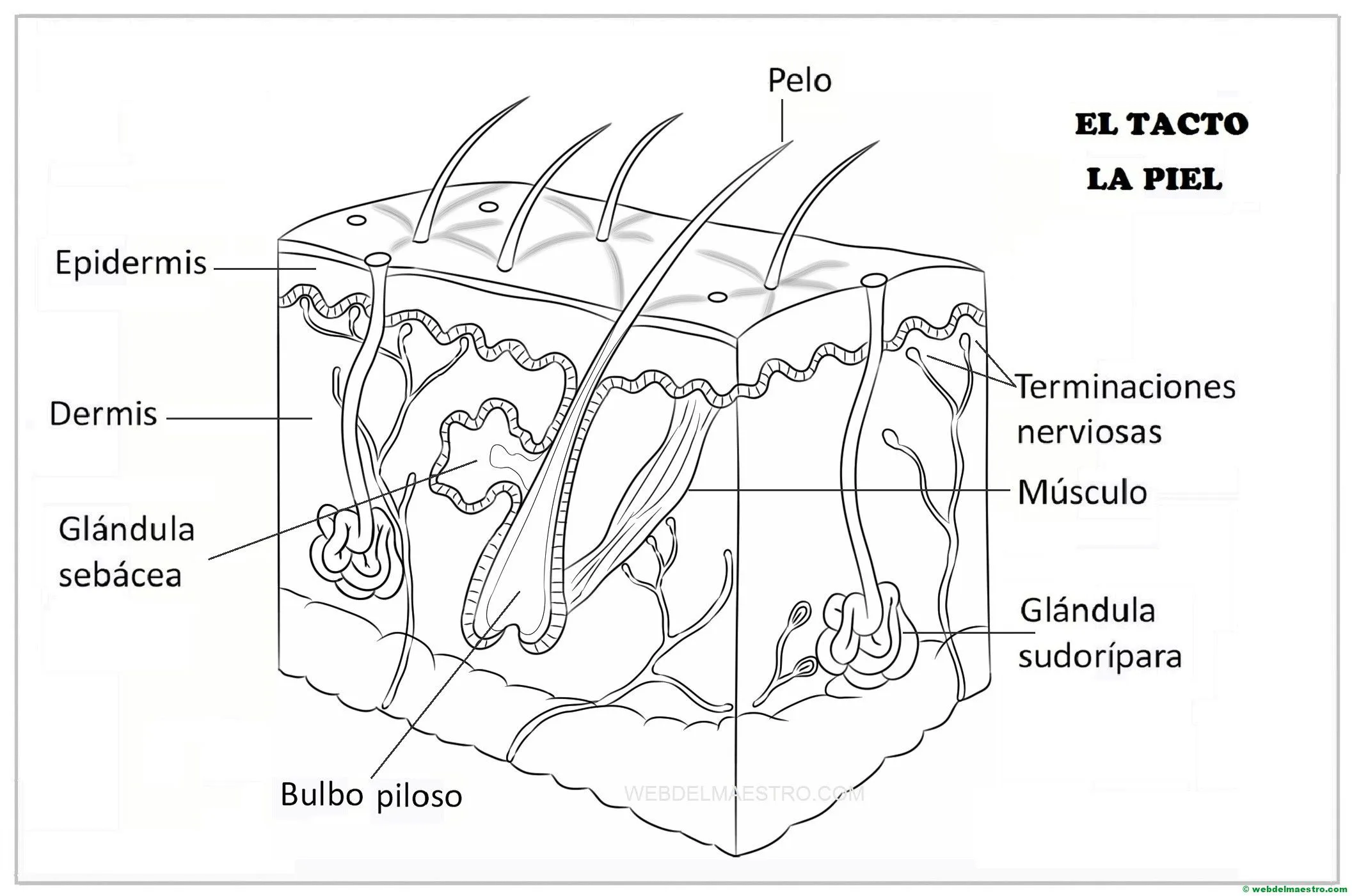El sentido del tacto-dibujo - Web del maestro El sentido del tacto-dibujo - Web del maestro