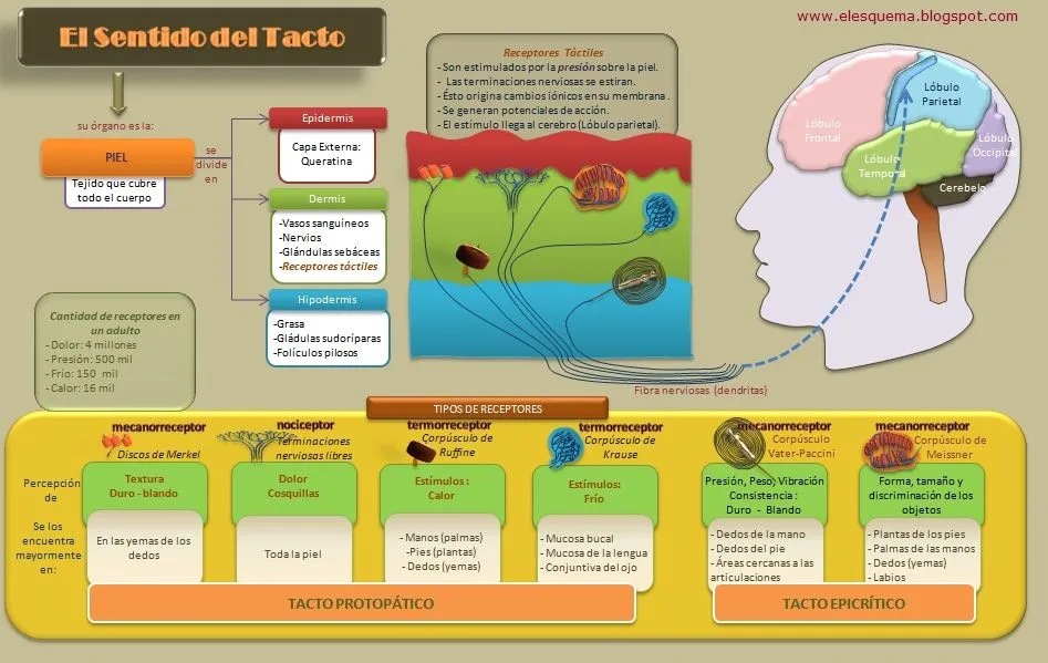 El Sentido del Tacto | Esquemas, diagramas, gráficos y mapas ... El Sentido del Tacto | Esquemas, diagramas, gráficos y mapas ...