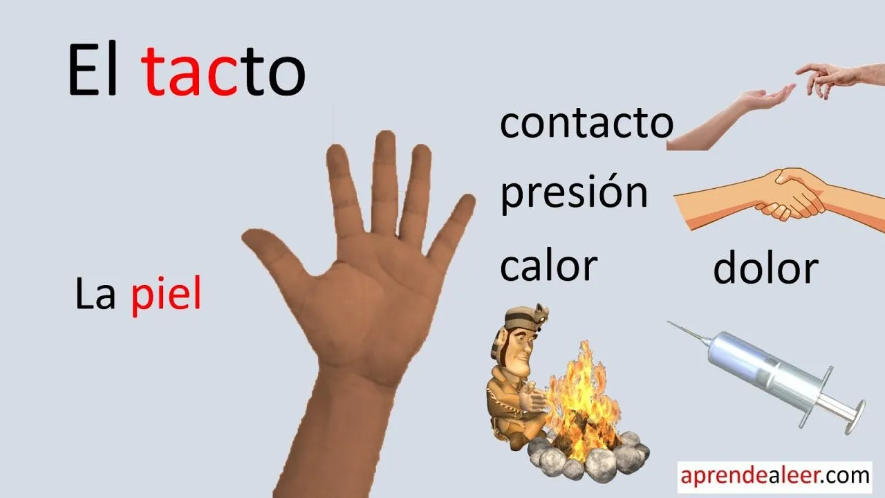 El sentido del tacto para niños de primaria - YouTube El sentido del tacto para niños de primaria - YouTube