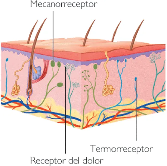 Dibujos del tacto y sus partes - Imagui