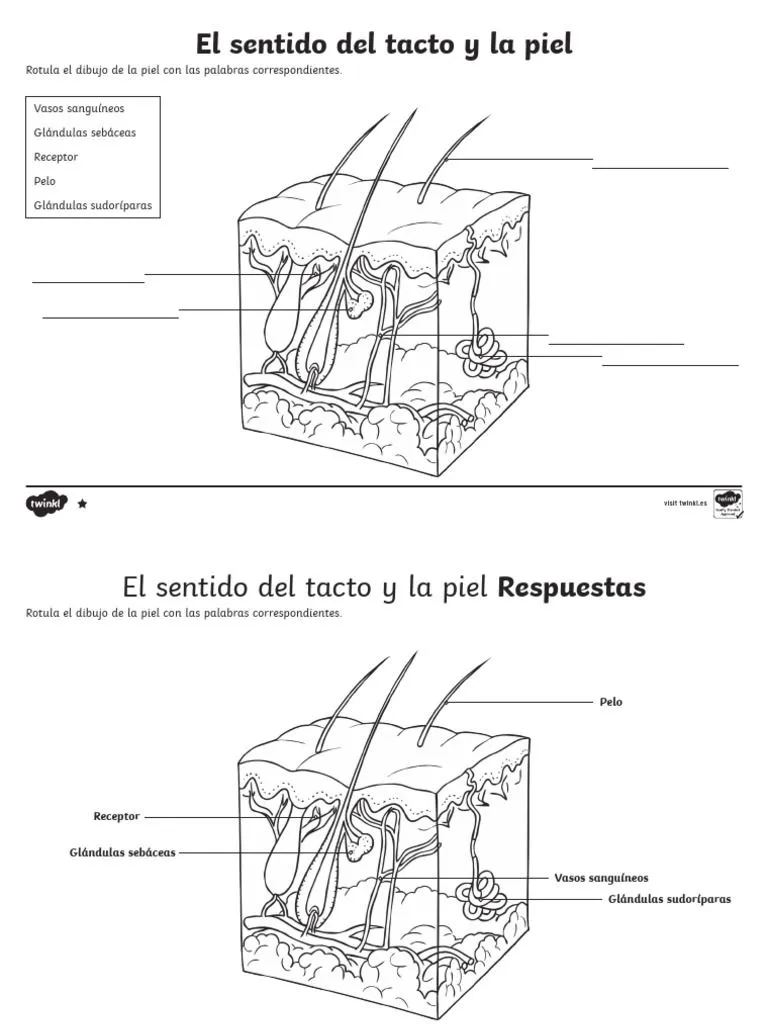 Sentido TACTO | PDF | Piel | Medicina Veterinaria Sentido TACTO | PDF | Piel | Medicina Veterinaria