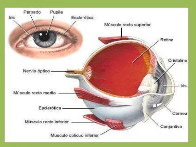 el-sentido-de-la-vista-2-638. ...