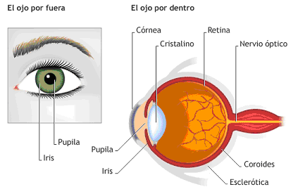 Que es el sentido de la vista para niños - Imagui