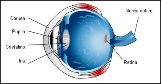 Sentido de la vista y sus partes - Imagui