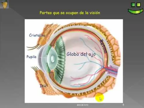 Los sentidos 1.- El sentido de la vista.mp4 - YouTube