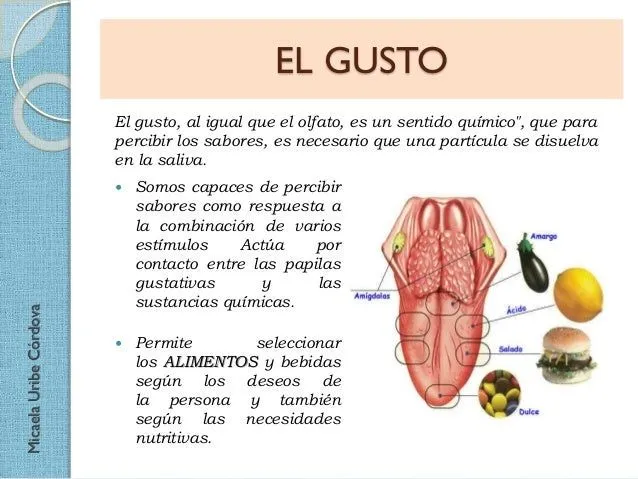 Nuestros cinco sentidos - Parte 1