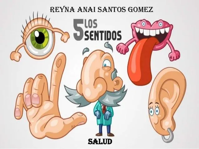 Los 5 sentidos